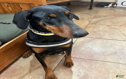 Doberman Pinscher dogs for sale: Bean - Image 4
