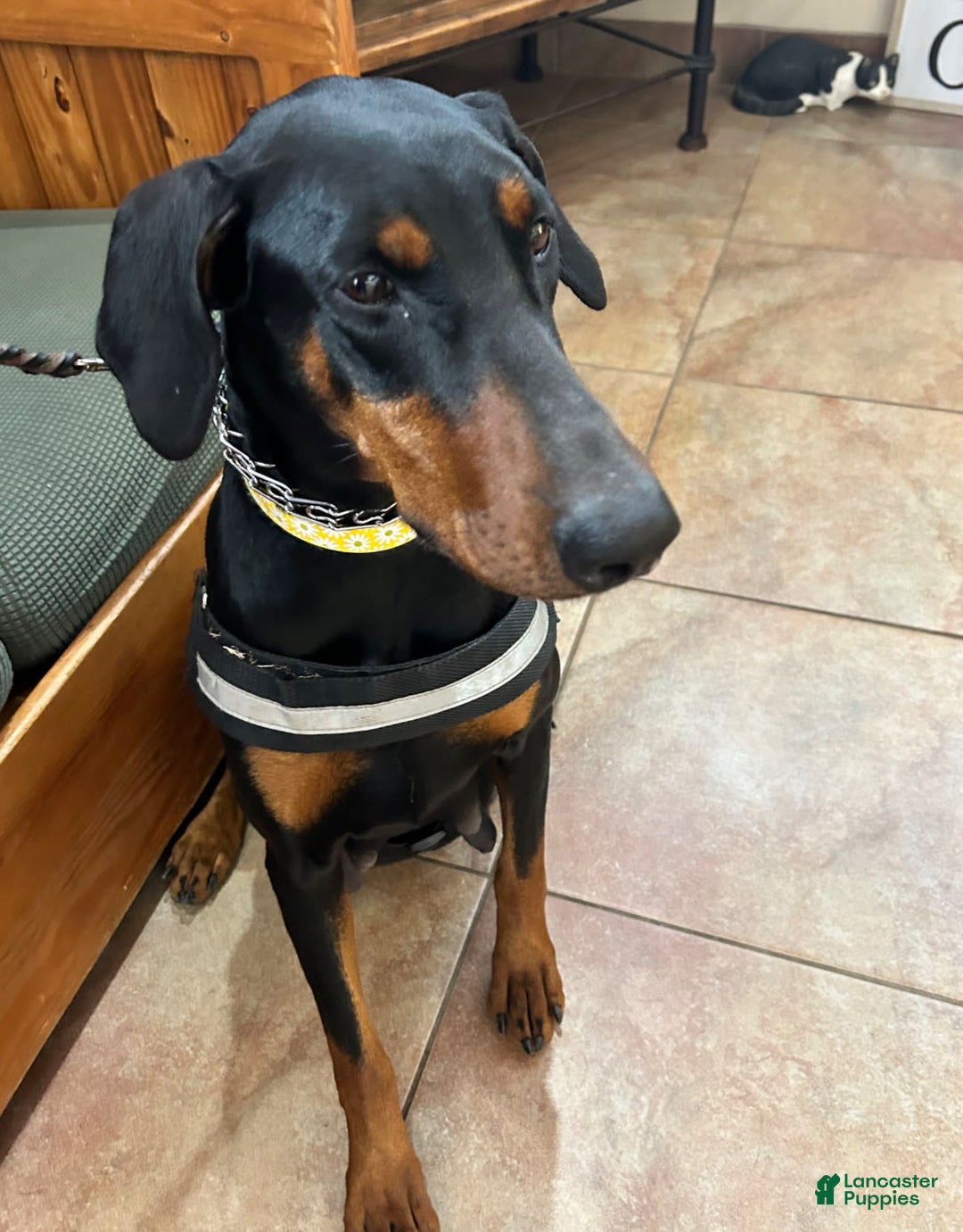 Doberman Pinscher dogs for sale: Bean - Image 4
