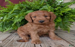 Goldendoodle dogs for sale: Ben - Image 25