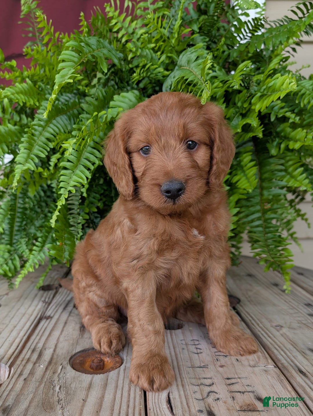 Goldendoodle dogs for sale: Ben - Image 25
