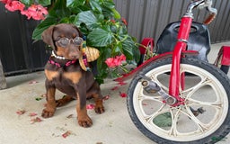 Doberman Pinscher dogs for sale: Monica - Image 3