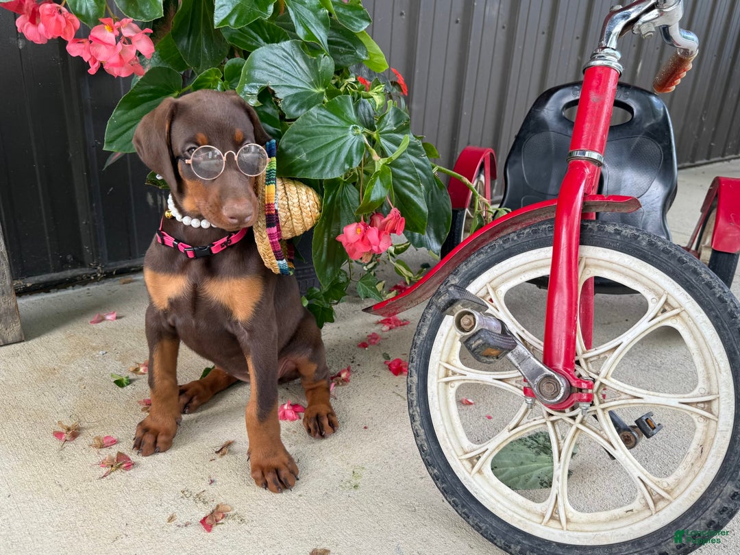 Doberman Pinscher dogs for sale: Monica - Image 3