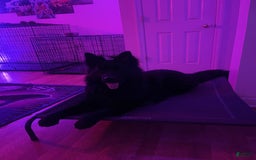 German Shepherd dogs for stud: SIMBA - Image 2