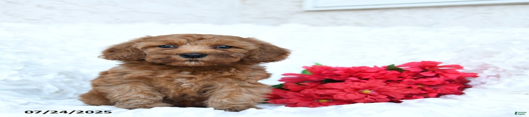 Wanda