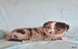Australian Shepherd dogs for sale: Frankie - Image 2
