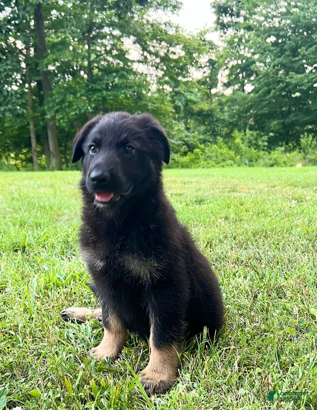 German Shepherd dogs for sale: Liberty - Image 5