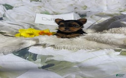 Yorkshire Terrier dogs for sale: Daffodil - Image 5