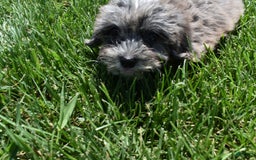 Havapoo dogs for sale: Zorro - Image 8