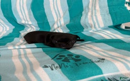French Bulldog dogs for sale: Akc Black - Image 5