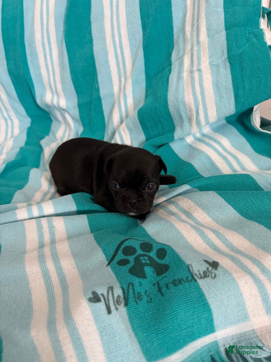 French Bulldog dogs for sale: Akc Black - Image 5