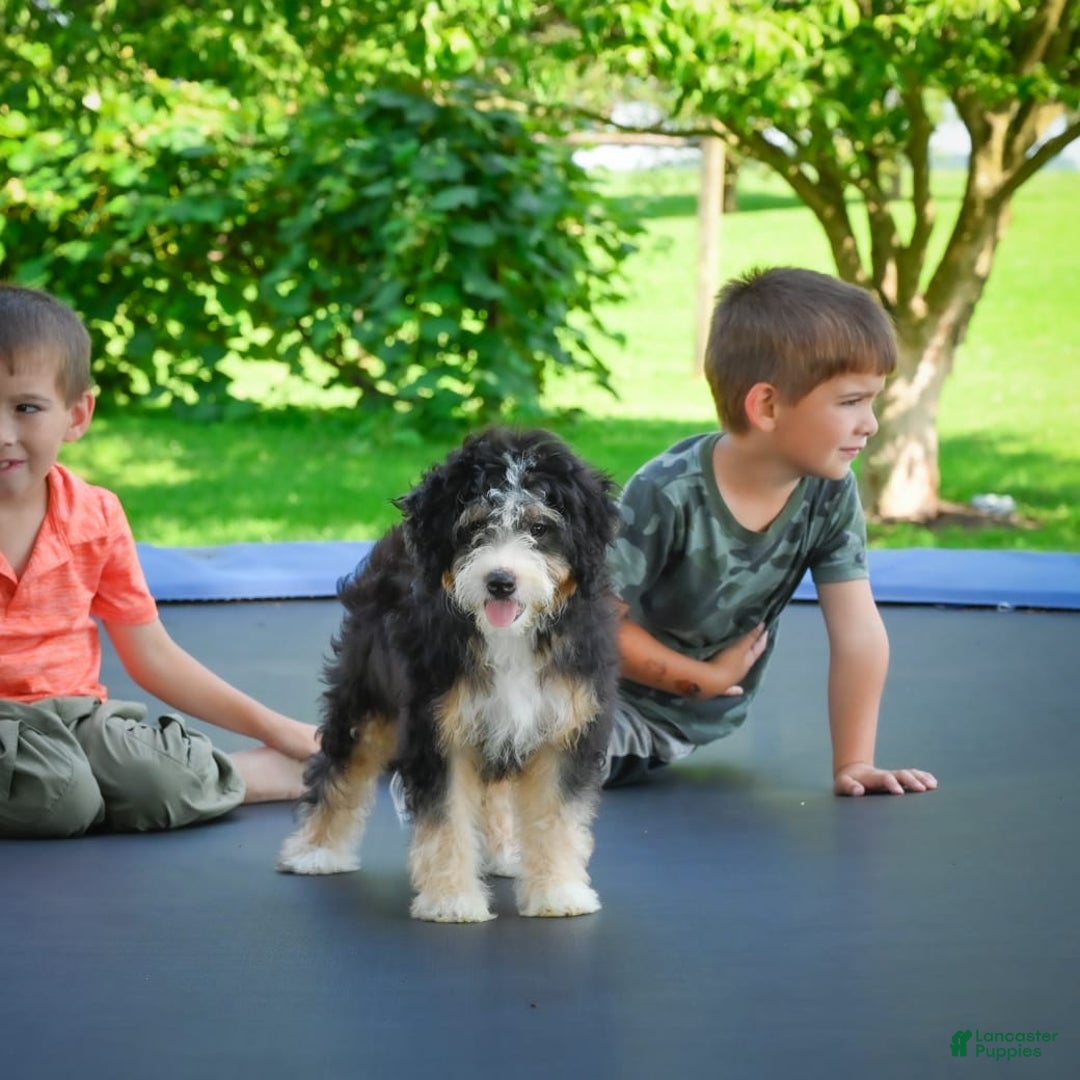 Mini Bernedoodle dogs for sale: Missy - Image 7