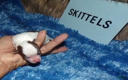 Chihuahua dogs for sale: Teacup Skittles - Image 2