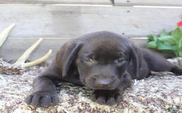 Labrador Retriever dogs for sale: Whinchester - Image 6
