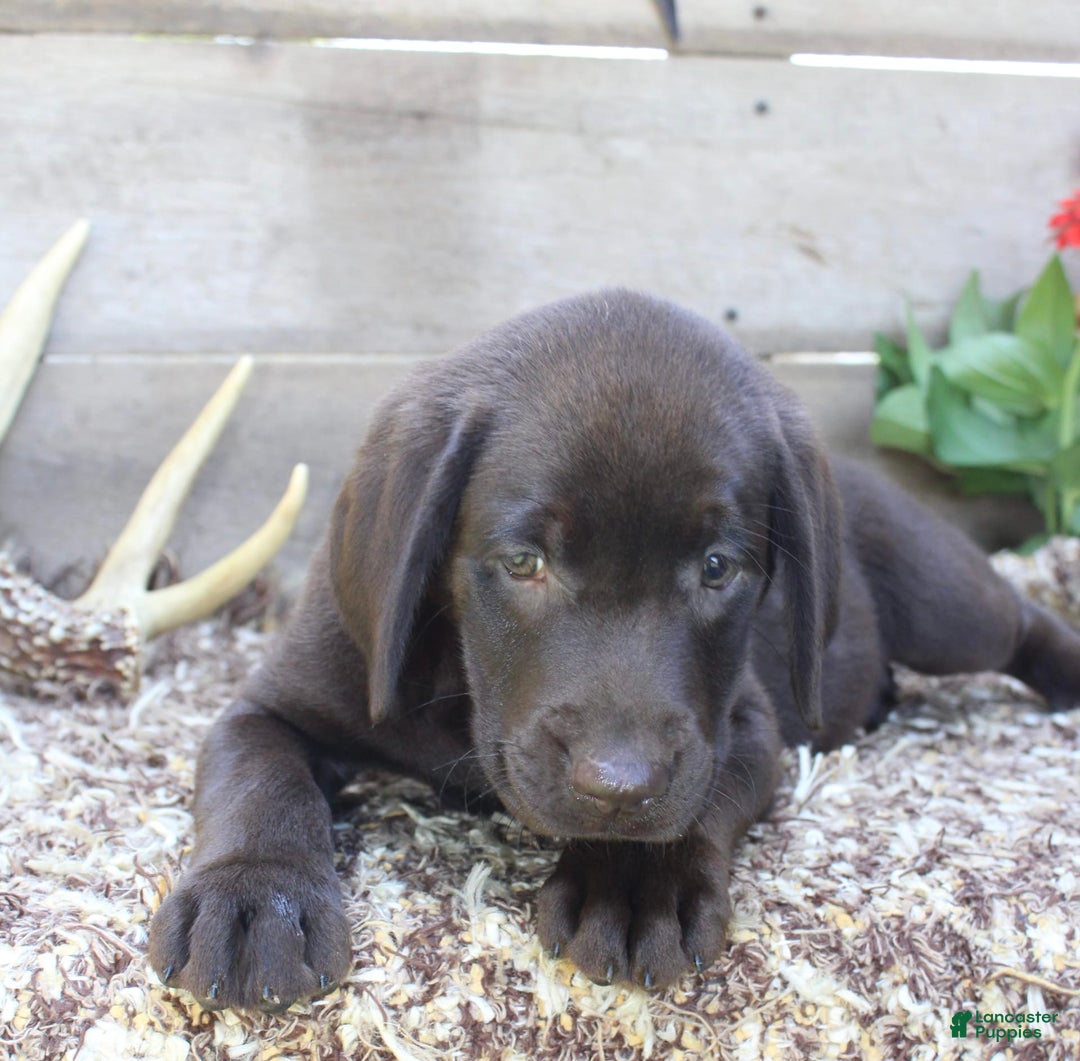 Labrador Retriever dogs for sale: Whinchester - Image 6