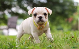 French Bulldog dogs for sale: French Bulldog 5 puppies - Image 2