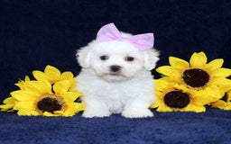 Bichon Frise dogs for sale: Unicorn - Image 5