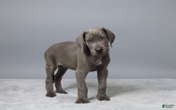 Great Dane dogs for sale: Dillon - Image 1