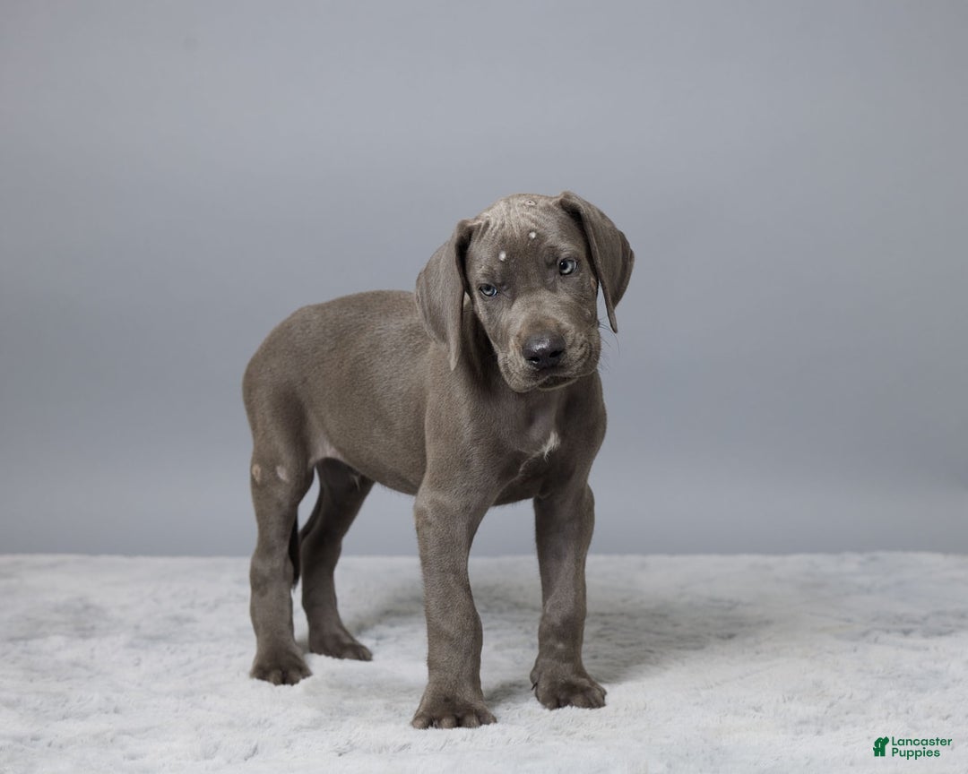 Great Dane dogs for sale: Dillon - Image 1
