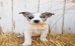 Australian Cattle Dog dogs for sale: Australian Cattle Dog 8 puppies - Image 6
