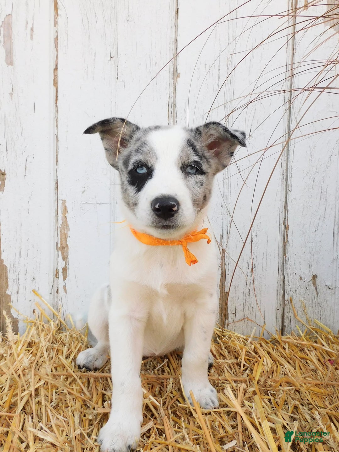 Australian Cattle Dog dogs for sale: Australian Cattle Dog 8 puppies - Image 6