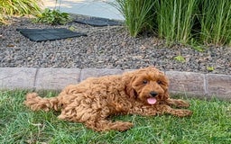 Cockapoo dogs for sale: Henry - Image 8