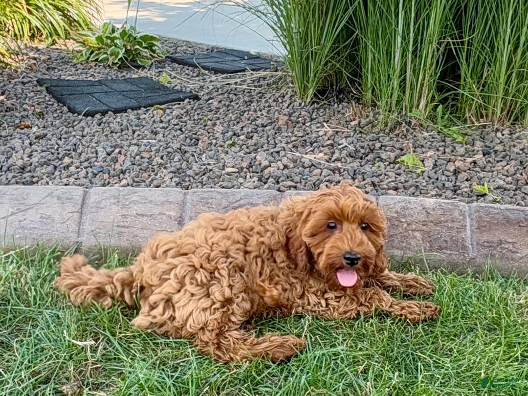 Cockapoo dogs for sale: Henry - Image 8