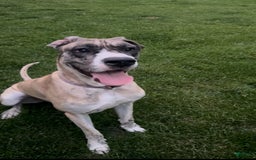 Great Dane dogs for sale: Daisy - Image 3