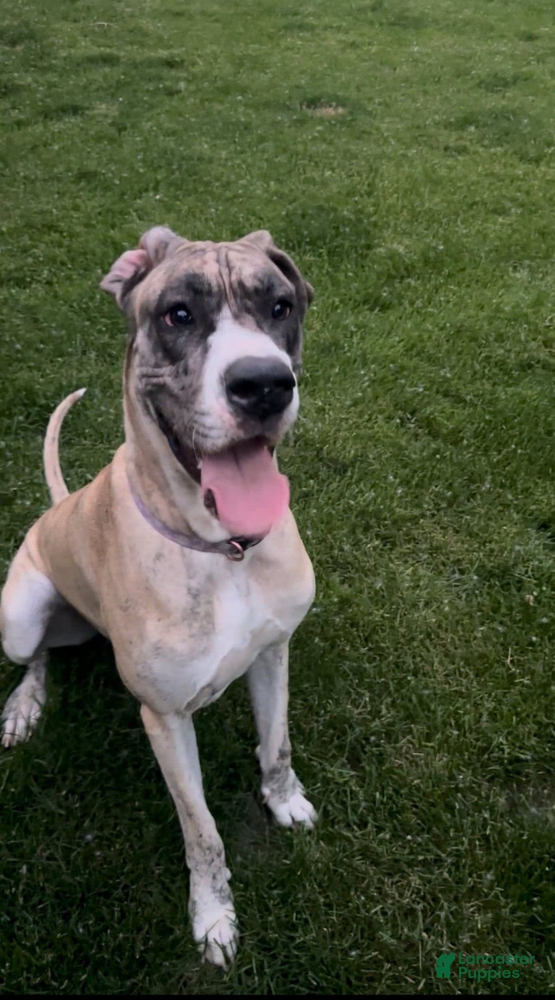 Great Dane dogs for sale: Daisy - Image 3