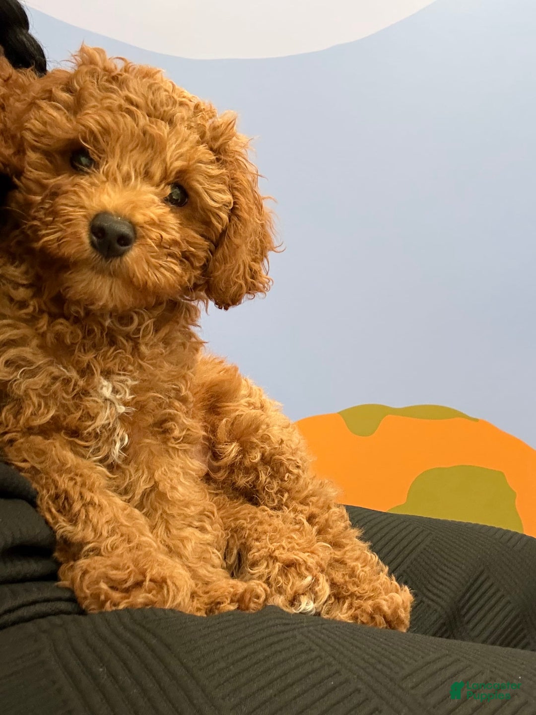 Mini Goldendoodle dogs for sale: Remy - Image 5