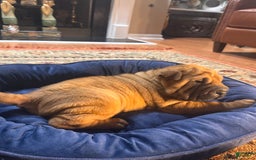 Shar Pei dogs for sale: Nior - Image 5