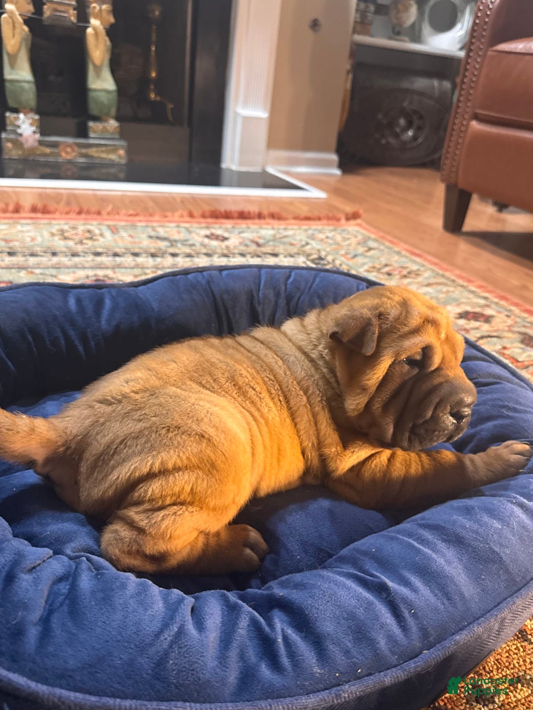 Shar Pei dogs for sale: Nior - Image 5