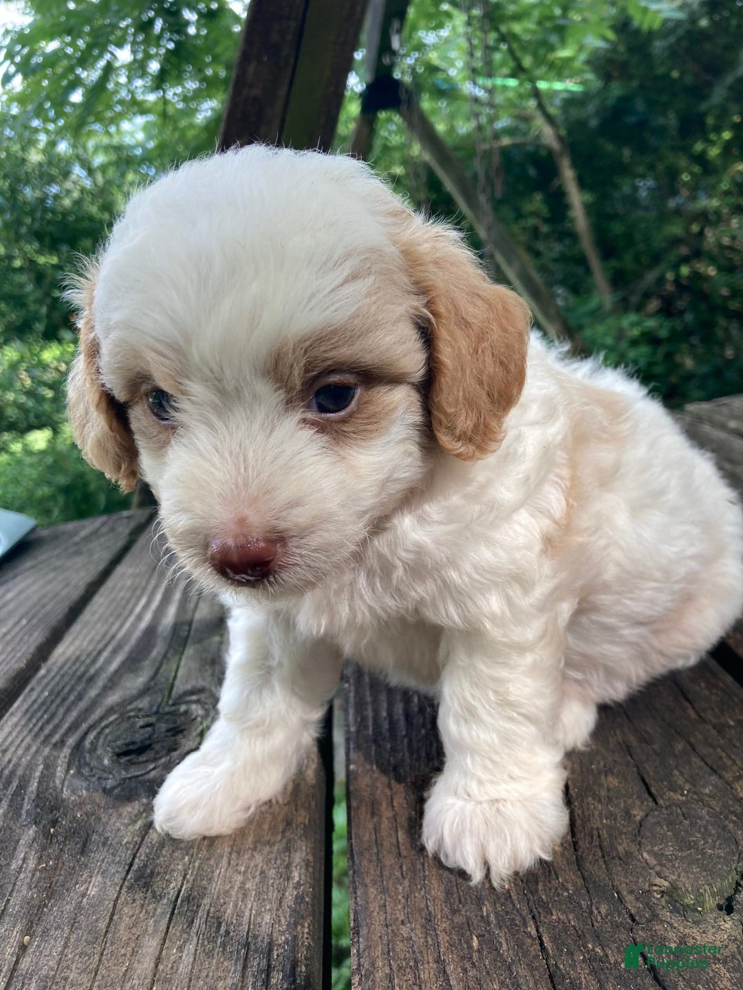 Mini Goldendoodle dogs for sale: Cooper - Image 26