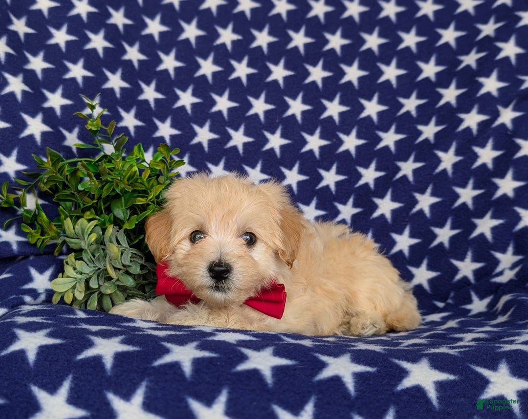 Maltipoo dogs for sale: Justyn 7 Lbs Full Grown - Image 4