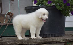 Great Pyrenees dogs for sale: Chloe - Image 3