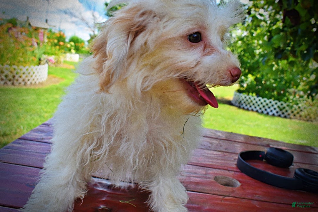Havapoo dogs for sale: Vanilla - Image 18