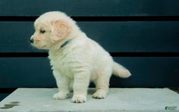 Golden Retriever dogs for sale: Buddy Aka Dark Blue - Image 1