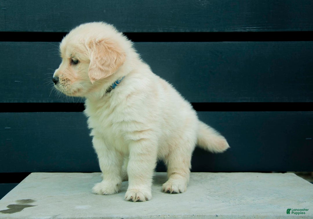 Golden Retriever dogs for sale: Buddy Aka Dark Blue - Image 1