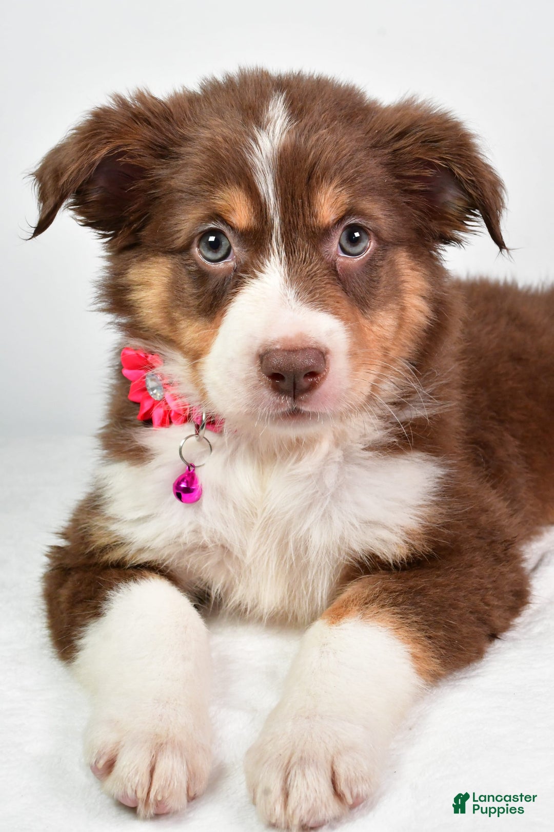 Australian Shepherd dogs for sale: Sadie - Image 4