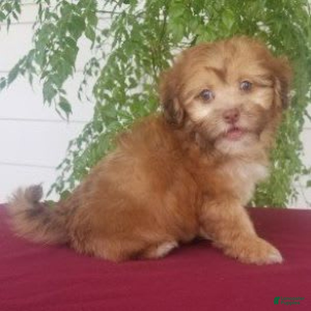 Shihpoo dogs for sale: Josey - Image 3