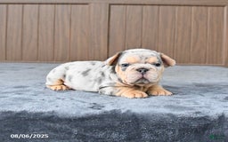 French Bulldog dogs for sale: Duke - Image 4