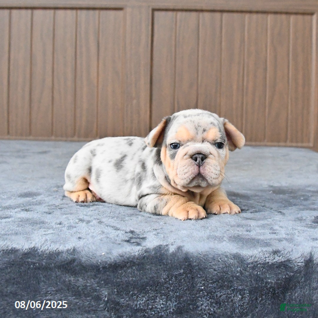 French Bulldog dogs for sale: Duke - Image 4