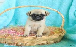 Pug dogs for sale: Percy - Image 2