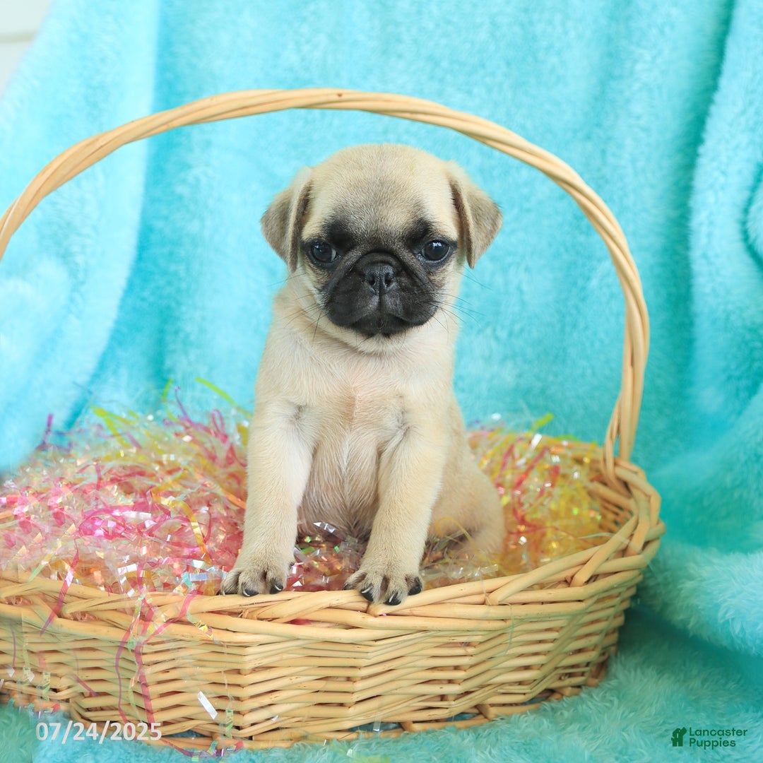 Pug dogs for sale: Percy - Image 2