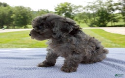 Miniature Poodle dogs for sale: Benson - Image 4