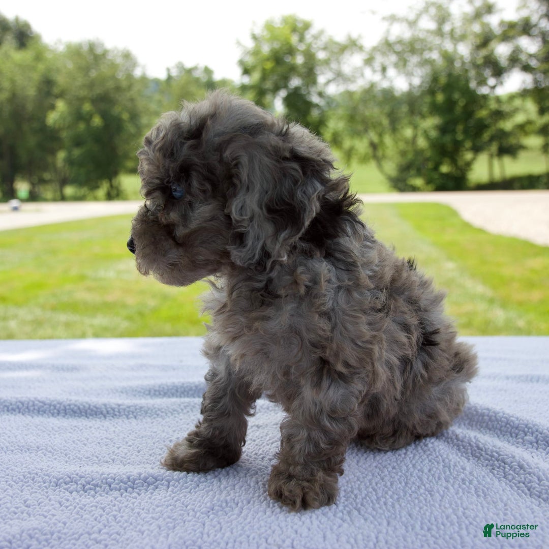 Miniature Poodle dogs for sale: Benson - Image 4