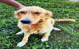 Golden Retriever dogs for sale: Lexi - Image 17