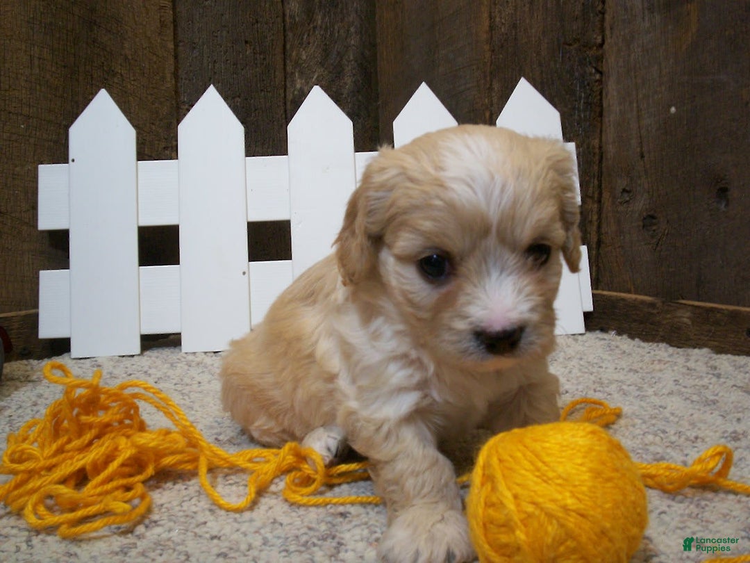 Cavachon dogs for sale: Dexter - Image 16