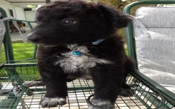 Border Collie dogs for sale: Mooney - Image 2