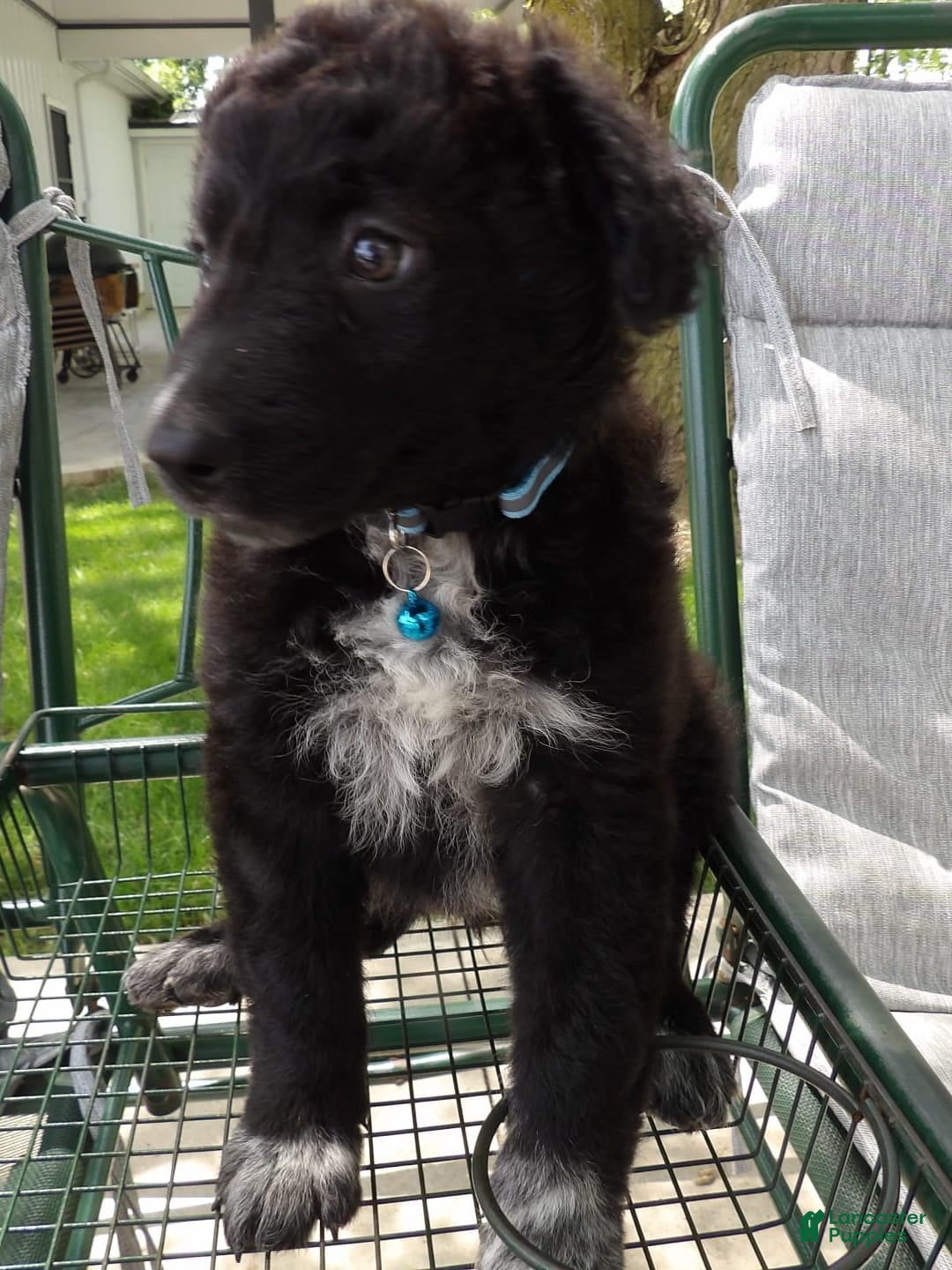 Border Collie dogs for sale: Mooney - Image 2