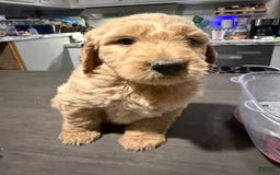 Goldendoodle dogs for sale: Pink Collar Male - Image 1